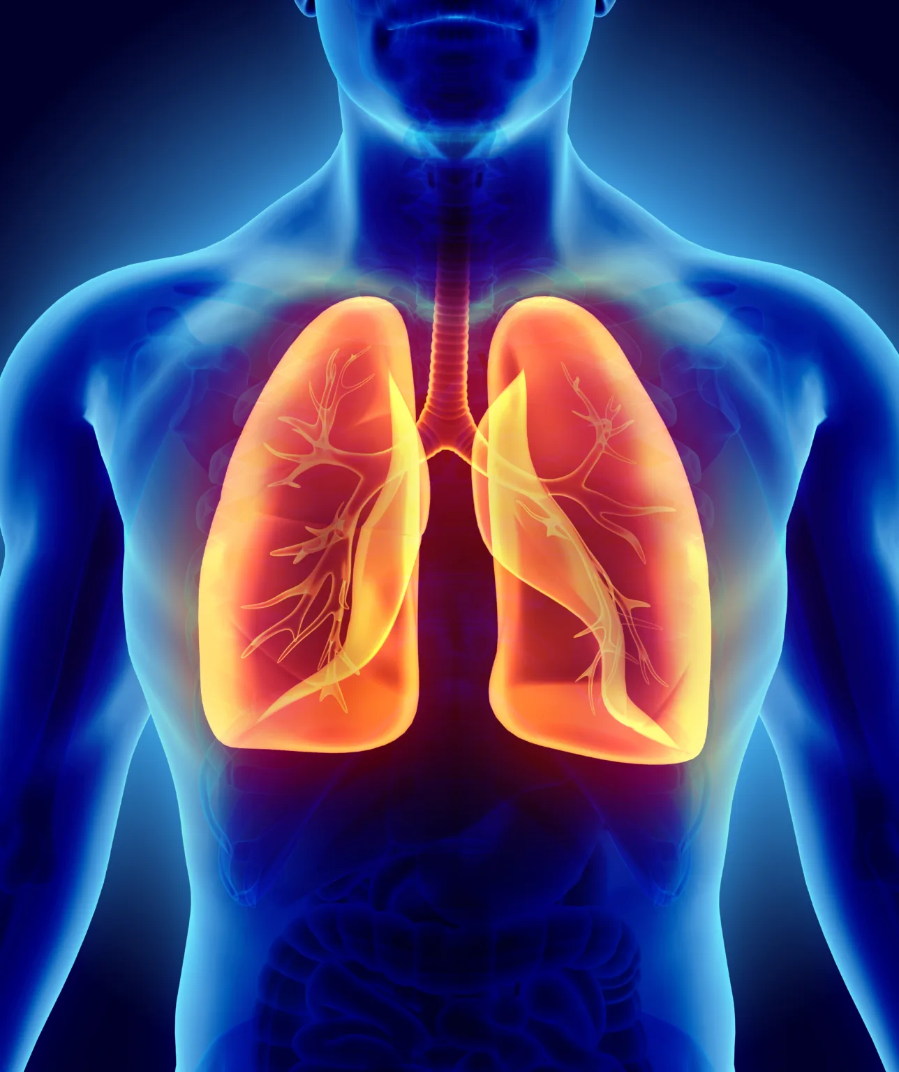 3D illustration of Lungs, medical concept.